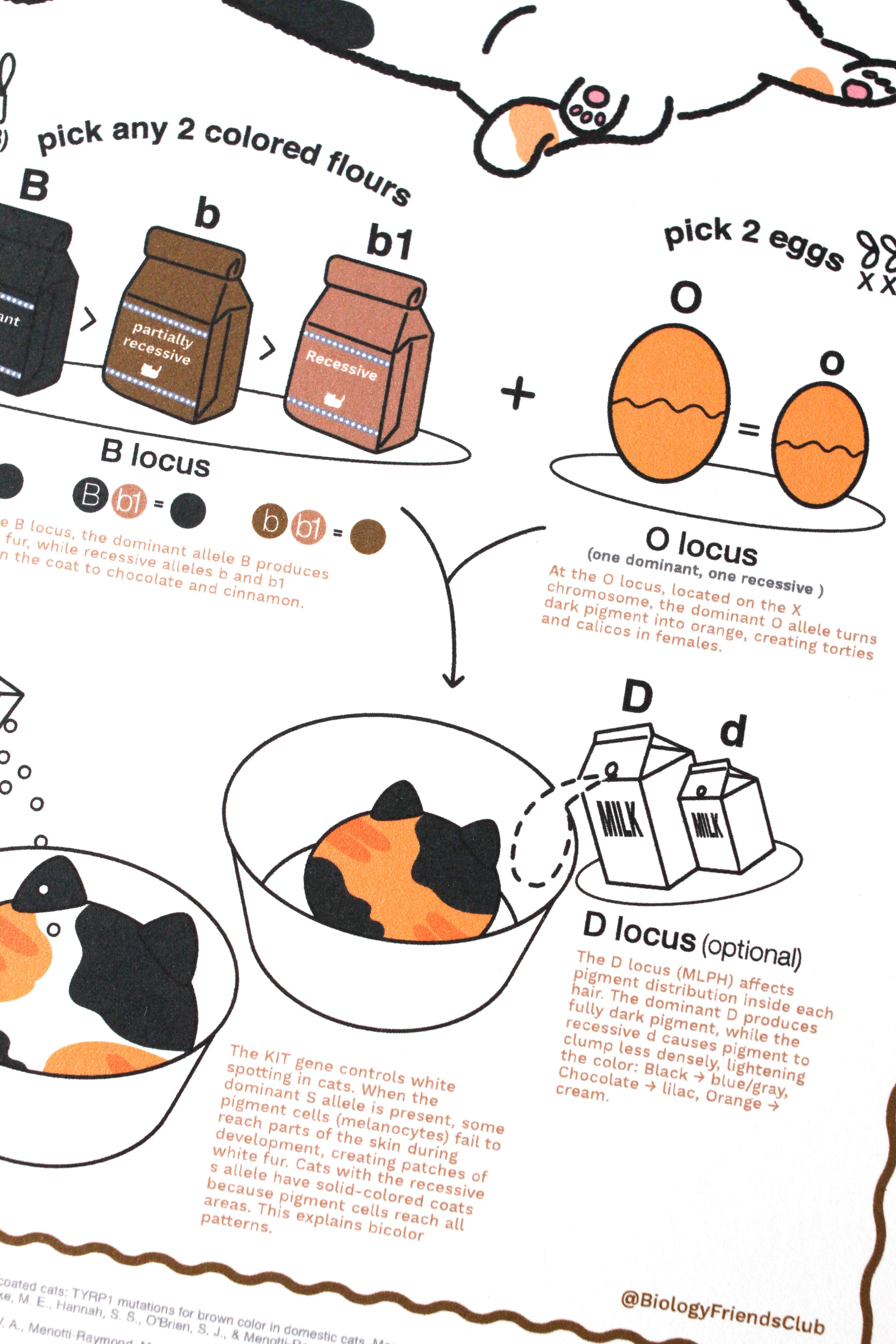 Educational diagram about cat coat color genetics with labeled parts and text.