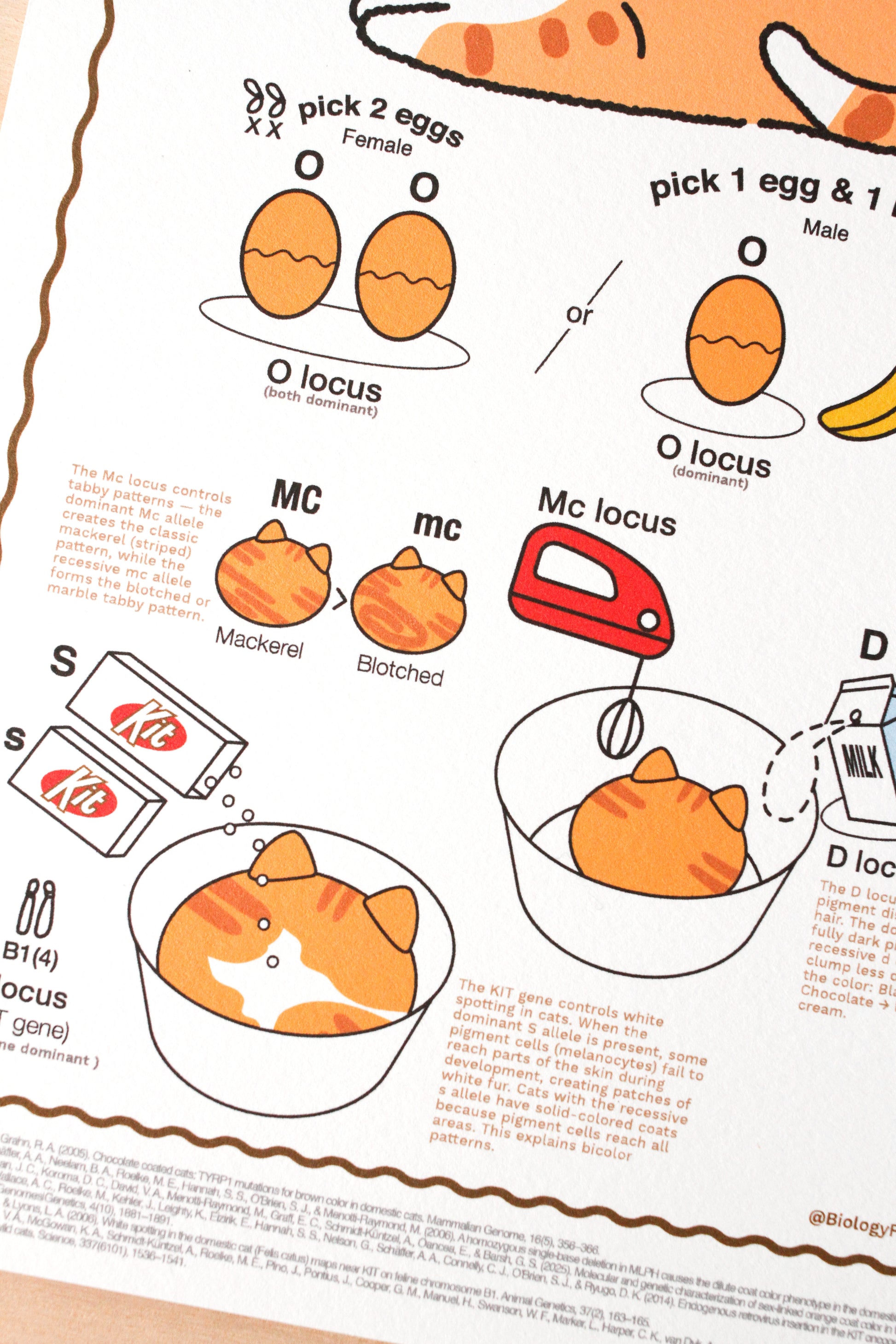 How to make Ginger Cat (Genetics Recipe) Poster
